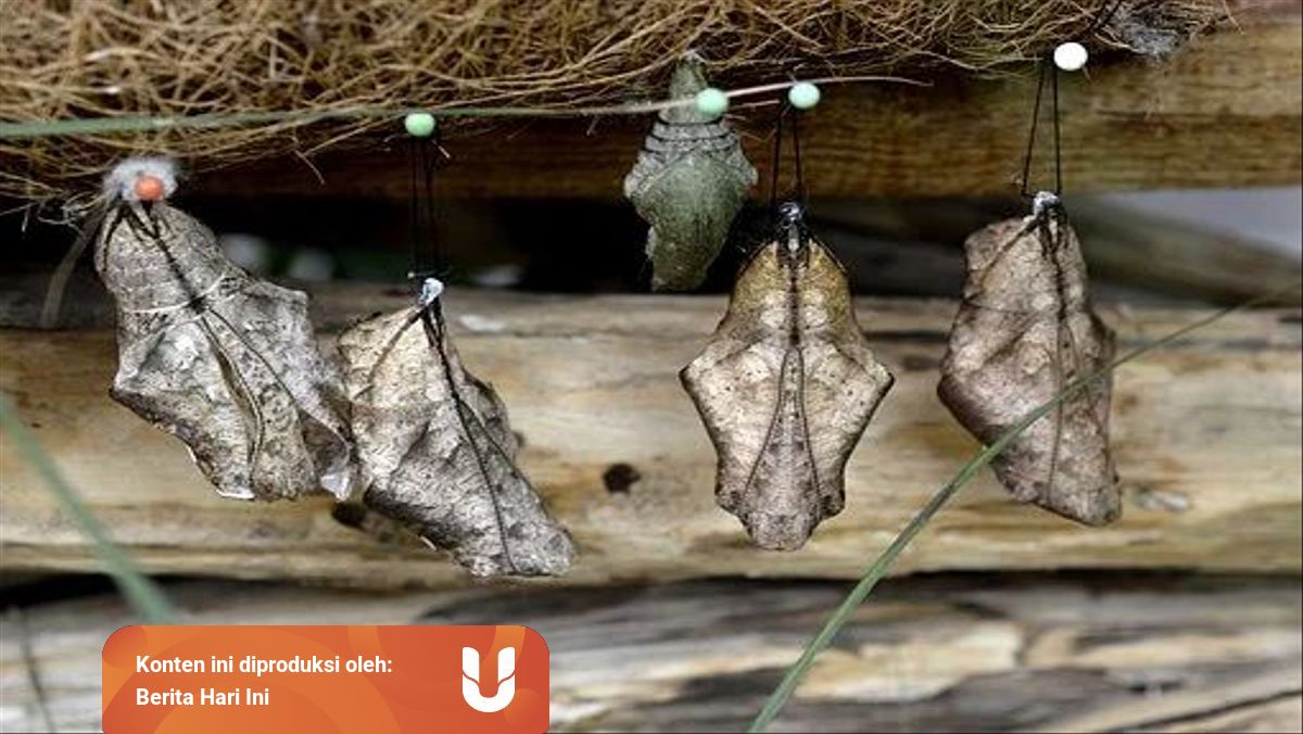 Metamorfosis Tidak Sempurna Ditandai Dengan … : Metamorfosis Sempurna